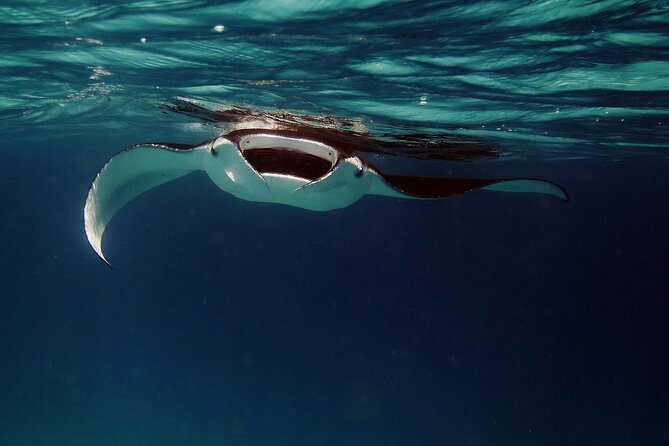Manta Ray Night Snorkel Kona - Coral Reef Snorkel Adventures - In-water time at night, spotting mantas feeding close up