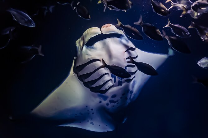 Manta Ray Night Snorkel Tour in Kailua-Kona, Big Island - Key takeaways before you go
