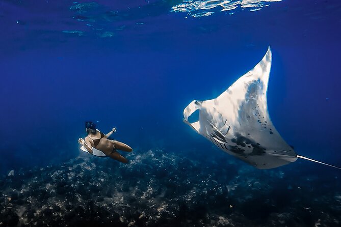 Manta Ray Night Snorkel Tour in Kailua-Kona, Big Island - How the Iruka Hawaii manta ray night snorkel actually works