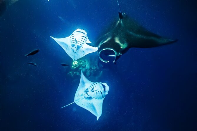 Manta Ray Night Snorkel Tour in Kailua-Kona, Big Island - Safety, motion sickness, and the small choices that make or break it