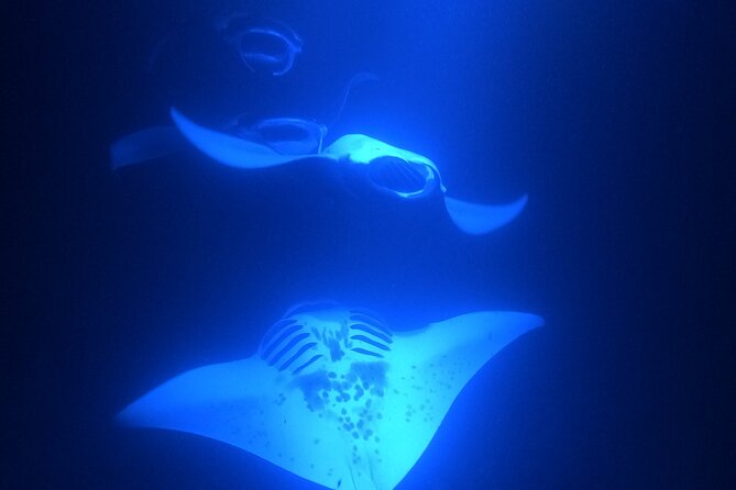 Manta Ray Snorkeling by Night in Kailua-Kona, Hawaii - Crew and safety style: what it feels like when you are nervous