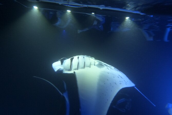 Manta Ray Snorkeling by Night in Kailua-Kona, Hawaii - The price question: is $127.10 good value?