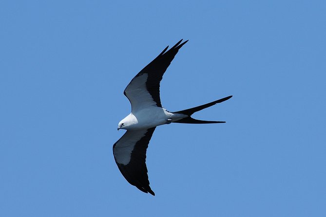 Marco Island 2 hour Dolphin, Birding and Shelling tour - The two-part route: wildlife cruise, then shelling on a remote beach