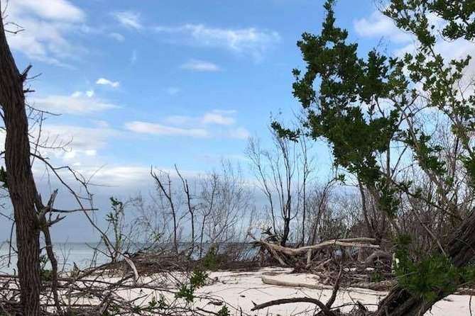 Marco Island 2 hour Dolphin, Birding and Shelling tour - Getting value from a 2-hour experience