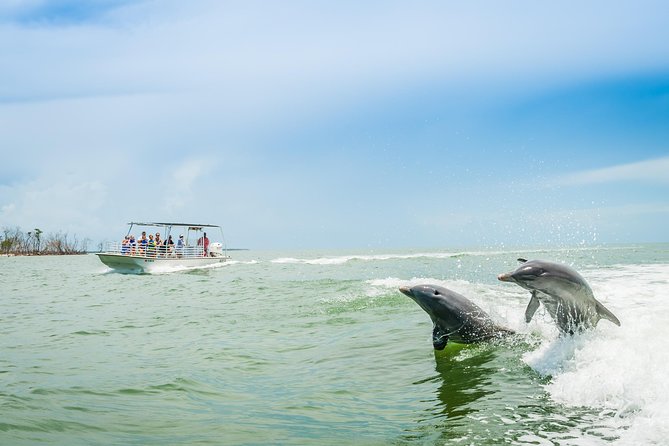 Marco Island Dolphin Sightseeing Tour - Small Boat, Big Chances: What Makes This Tour Feel Special