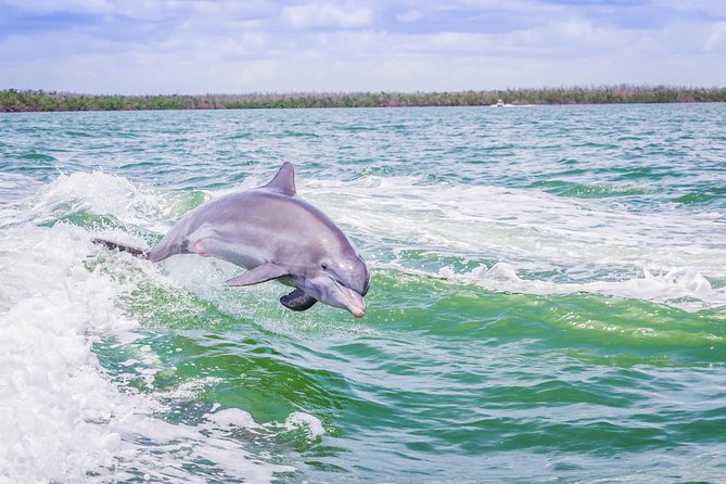 Marco Island Dolphin Sightseeing Tour - Getting Dolphins on the Water: How the Crew Improves Your Odds