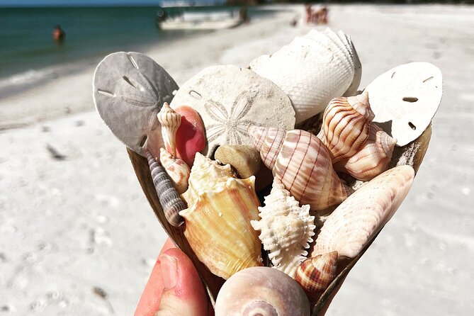 Marco Island Wildlife Sightseeing and Shelling Tour - Shelling on the Island: how the guide helps you hunt better