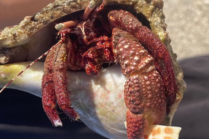Marco Island Wildlife Sightseeing and Shelling Tour - What’s Included, What’s Not, and Real Value