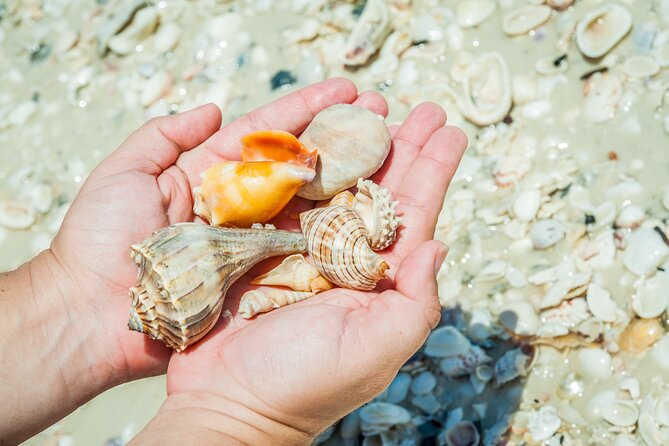 Marco Island Wildlife Sightseeing and Shelling Tour - Who This Tour Fits Best