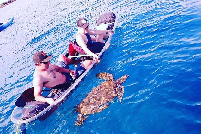 Maui Clear Kayak and Snorkel Tour: Swim with turtles (Makena) - Marine Life You Can Expect, Plus Whale Season Chances