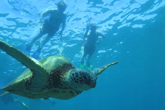 Maui Clear Kayak and Snorkel Tour: Swim with turtles (Makena) - What’s Included, What’s Not, and What You Should Bring