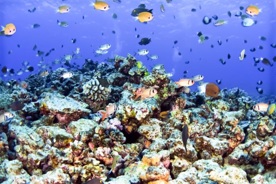 Maui: Eco-Friendly Molokini & Turtle Town Tour with Meals - Getting oriented at Maalaea Harbor, and why early matters