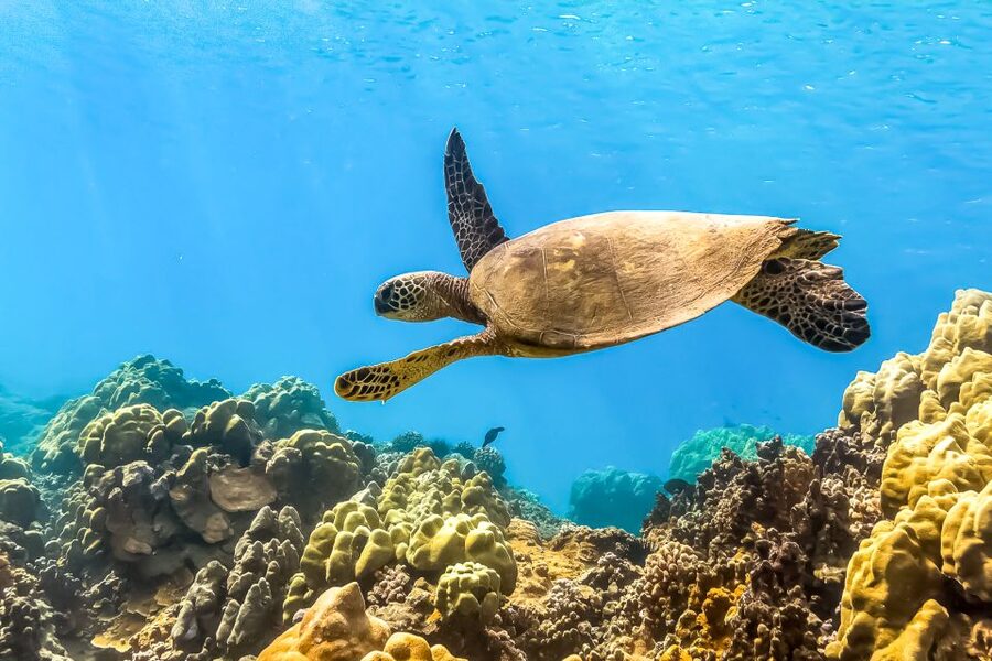 Maui: Eco-Friendly Molokini & Turtle Town Tour with Meals - Turtle Arches at Turtle Town: lava formations and a turtle-hunting rhythm