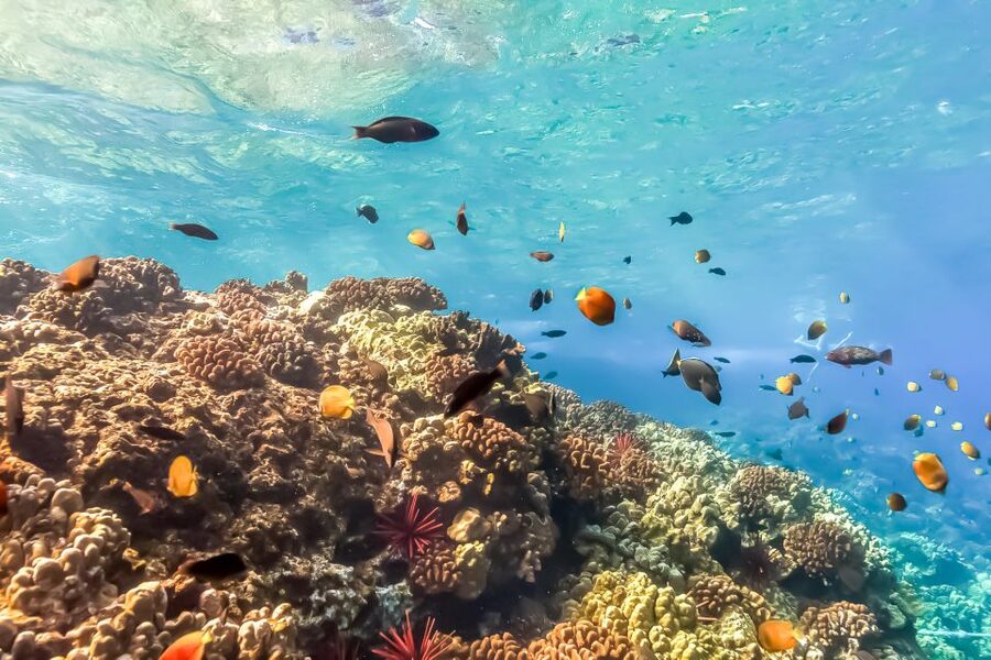 Maui: Eco-Friendly Molokini & Turtle Town Tour with Meals - The snorkel 101 you actually need: gear, optical masks, and water support
