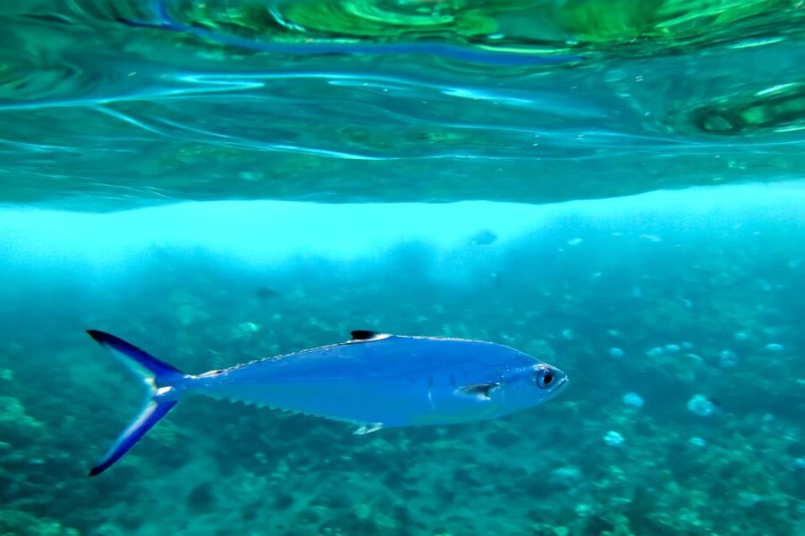 Maui: Eco-Friendly Molokini & Turtle Town Tour with Meals - Breakfast and lunch on board: fuel that keeps you snorkeling longer