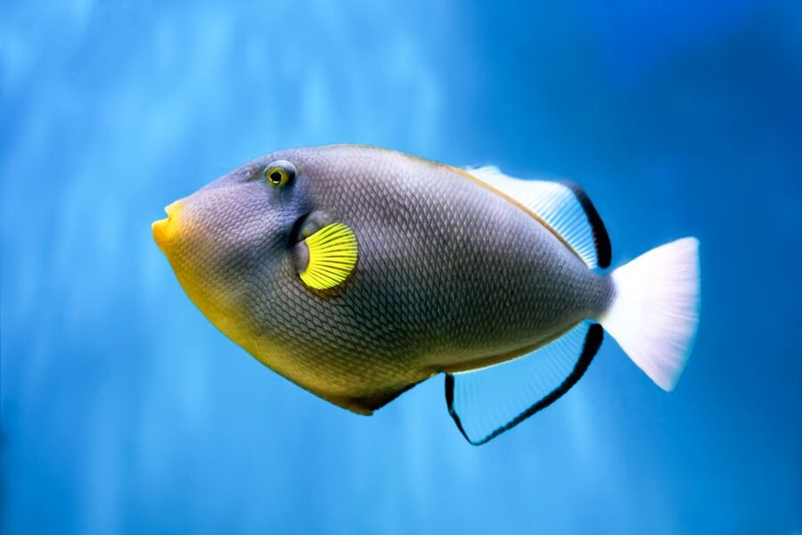 Maui: Eco-Friendly Molokini & Turtle Town Tour with Meals - Eco-friendly focus through PWF Eco Adventures