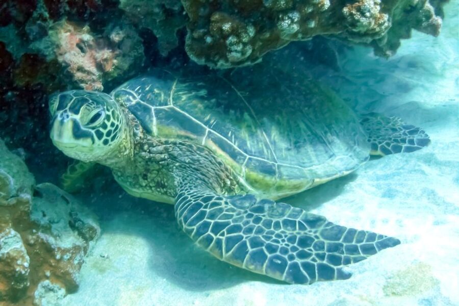 Maui: Eco-Friendly Molokini & Turtle Town Tour with Meals - Price and value: what $199 covers in a half-day reef day