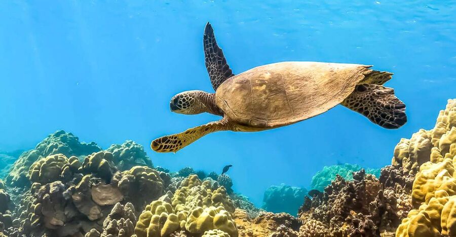 Maui: Eco-Friendly Molokini & Turtle Town Tour with Meals - Molokini crater snorkeling: the protected reef in a volcanic crescent