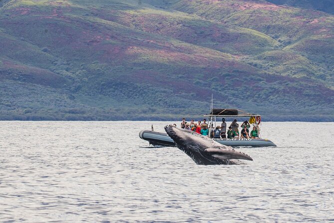 Maui Eco-Raft Tour: Eye-Level Whale or Dolphin Watching - Lahaina - Key highlights to know before you go