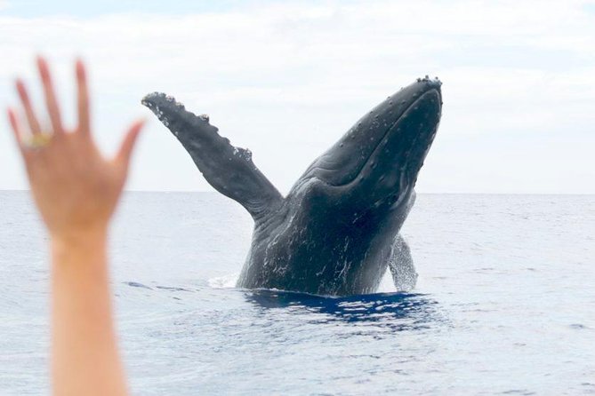 Maui Eco-Raft Tour: Eye-Level Whale or Dolphin Watching - Lahaina - Stop 1 Lahaina and Stop 2 Maui Waters: How the Hunt Works