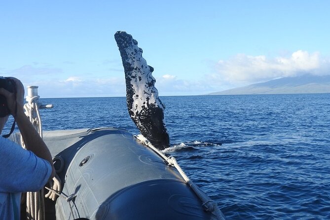 Maui Eco-Raft Tour: Eye-Level Whale or Dolphin Watching - Lahaina - Eye-Level Views That Actually Help You Spot Action