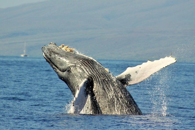 Maui Eco-Raft Tour: Eye-Level Whale or Dolphin Watching - Lahaina - Hydrophone Whale Songs: The Moment I’d Plan Around