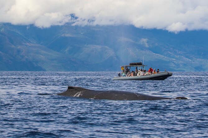 Maui Eco-Raft Tour: Eye-Level Whale or Dolphin Watching - Lahaina - Marine-Naturalist Narration That Makes the Water Make Sense