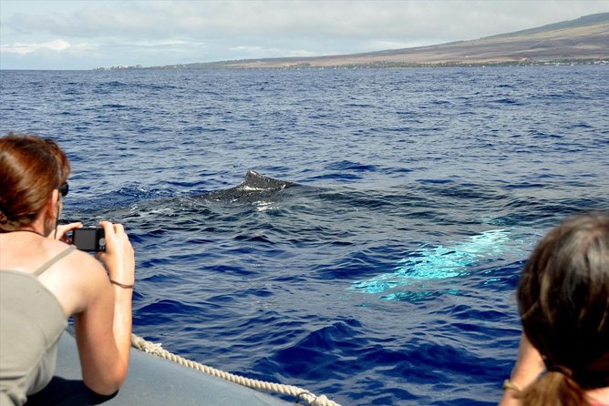 Maui Eco-Raft Tour: Eye-Level Whale or Dolphin Watching - Lahaina - Dolphin Season Includes Snacks, Plus Coastal Time