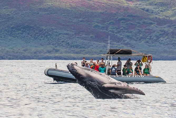 Maui Eco-Raft Tour: Eye-Level Whale or Dolphin Watching - Lahaina - Season Matters: Whales (Dec-Apr) or Dolphins (Summer)