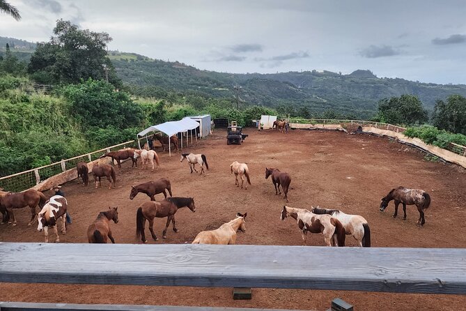 Maui Horseback Adventure at Circle M Ranch With Real Cowboys - Value Check: Is $185.20 Worth It?