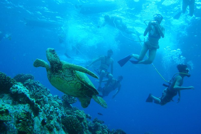 Maui: Molokini and Turtle Town Snorkeling aboard Pride of Maui - What Happens for Non-Swimmers and First-Timers