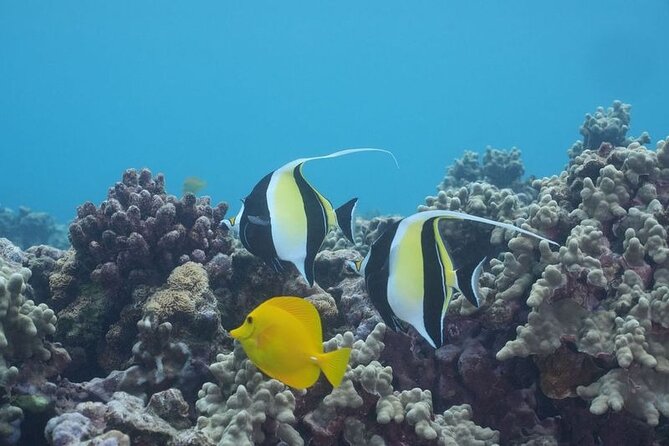 Maui: Molokini and Turtles Luxury Yacht Snorkel - The open bar and the Captain Justin Mai Tai