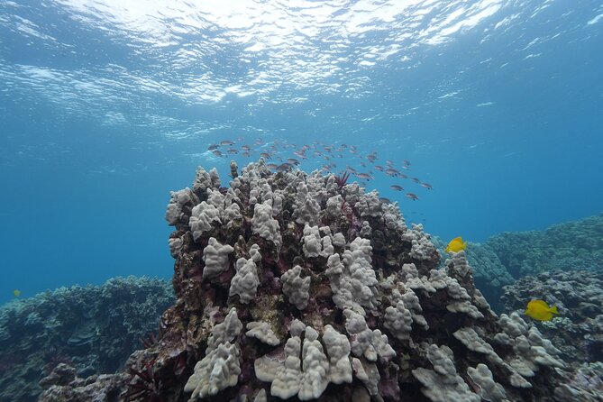 Maui: Molokini and Turtles Luxury Yacht Snorkel - Crew service: where the tour really wins