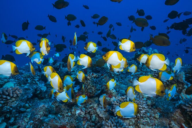 Maui: Molokini & Turtle Town Snorkel & Waterslide Adventure - Whale Watching Season: The Bonus That Can Turn the Whole Day