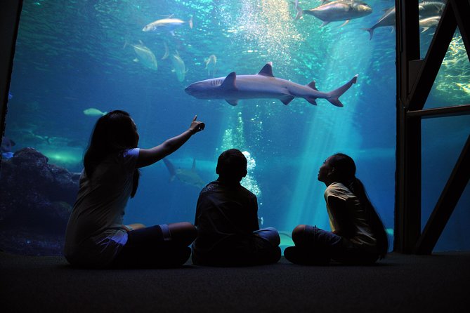 Maui Ocean Center All Day Admission Ticket - Maui Ocean Center at a Glance: What You Get for $55.44