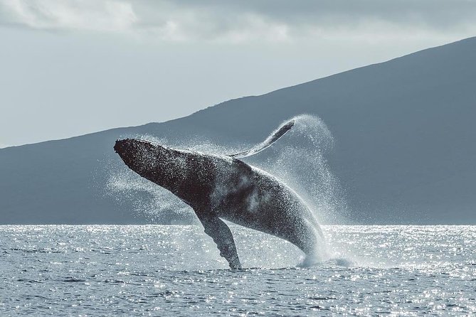 Maui: Original Sunset Cruise with Open Bar from Ka’anapali Beach - Parking and getting there without stress