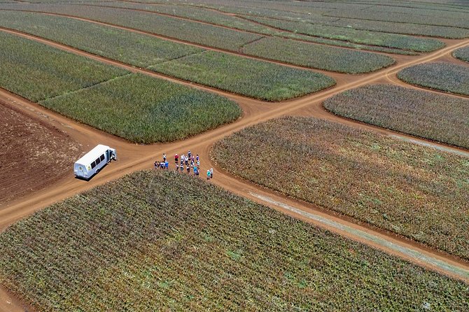 Maui Pineapple Farm Tour in Haliimaile - First stop: Hali’imaile’s working pineapple reality
