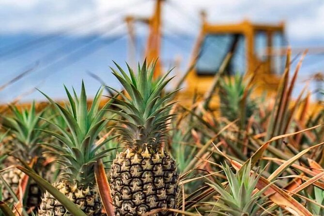 Maui Pineapple Farm Tour in Haliimaile - Price and value: what $99.48 is really buying