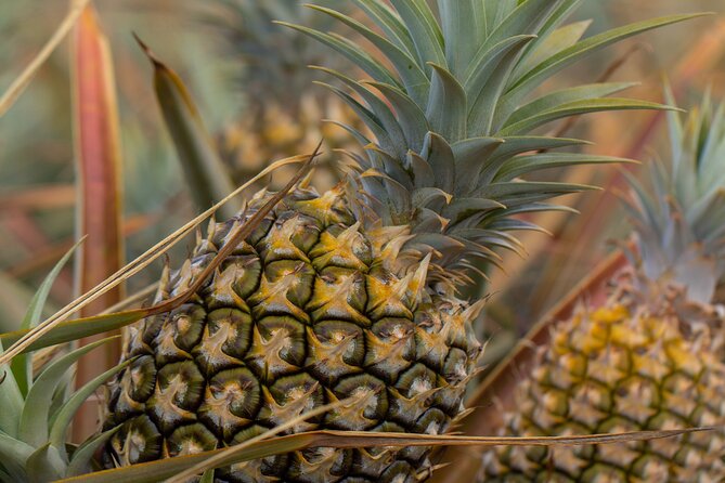 Maui Pineapple Farm Tour in Haliimaile - How to plan your day around the ride and walking