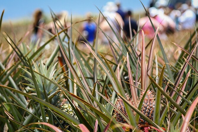 Maui Pineapple Farm Tour in Haliimaile - Who this tour is best for