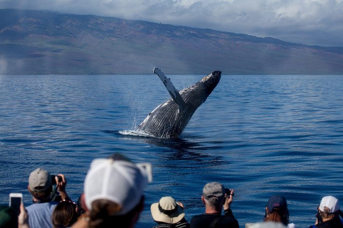 Maui Premium Sunset Dinner Cruise & Whale Watch - A Sunset Dinner Cruise That Works Like a Whale Watch Plus a Meal