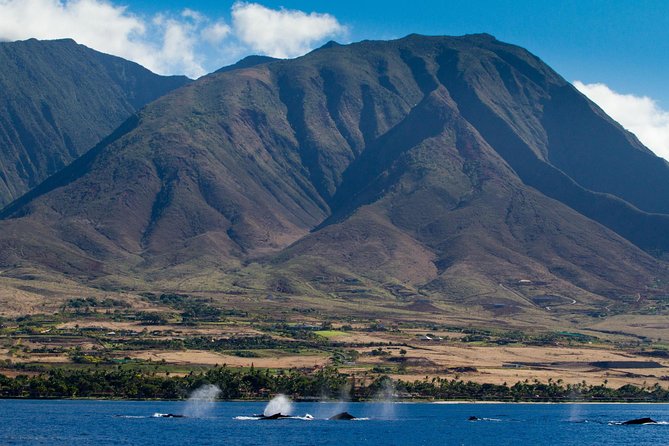 Maui Premium Sunset Dinner Cruise & Whale Watch - Meeting at Pacific Whale Foundation, Maalaea, and Getting Oriented Fast