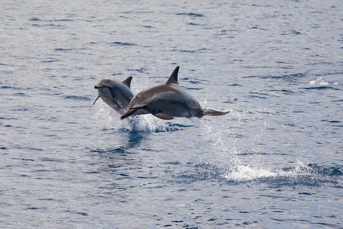 Maui Premium Sunset Dinner Cruise & Whale Watch - Hearing Whale Song Through the Hydrophone