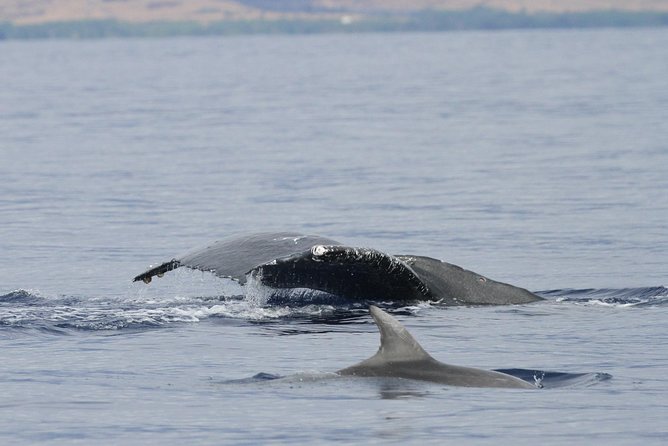 Maui Premium Sunset Dinner Cruise & Whale Watch - What You Can Actually Spot: From Close Breaches to Far-Off Spouts