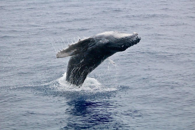 Maui Premium Sunset Dinner Cruise & Whale Watch - The McGregor Point Lighthouse Moment and Maui’s Coastal Context