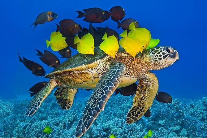 Maui Snorkel Adventure: Molokini Crater and Turtle Cove - Turtle Cove for green sea turtles: why it feels more personal