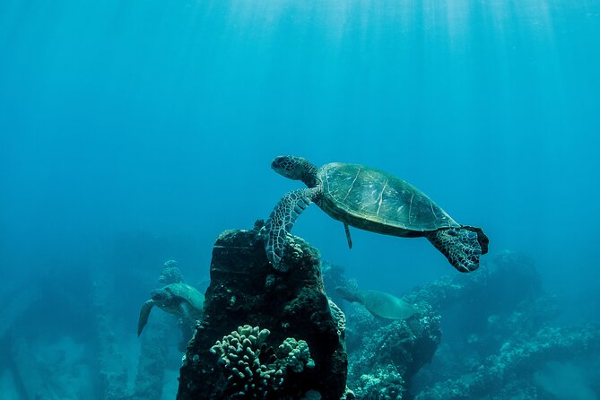 Maui Snorkeling Boat Tour to Turtle Town Aboard Quicksilver - The day’s timing: 9:00 AM to about 1:30 PM