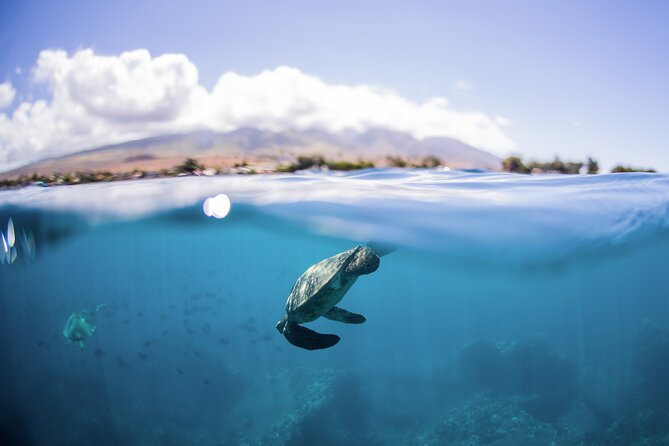Maui Snorkeling Boat Tour to Turtle Town Aboard Quicksilver - Price and what you actually get for about $100