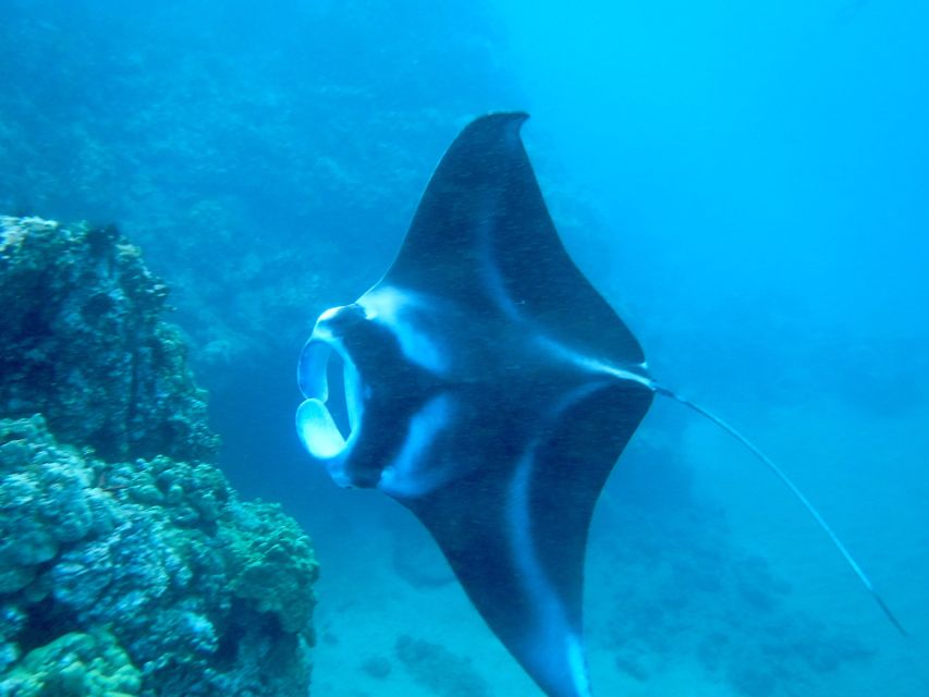 Maui: Turtle Town Kayak and Snorkel Tour - Turtle Town by Kayak: what Makena Bay feels like