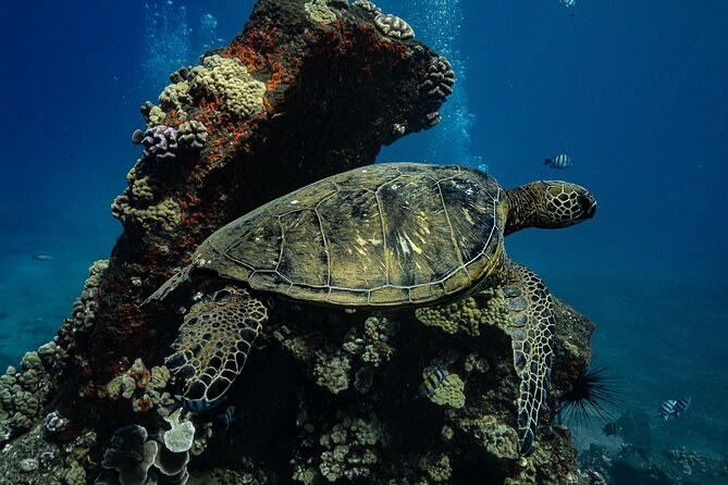 Maui: Turtle Town Snorkel with Photo and Video - Turtle Town from Maluaka Beach: why this feels better than a big boat trip